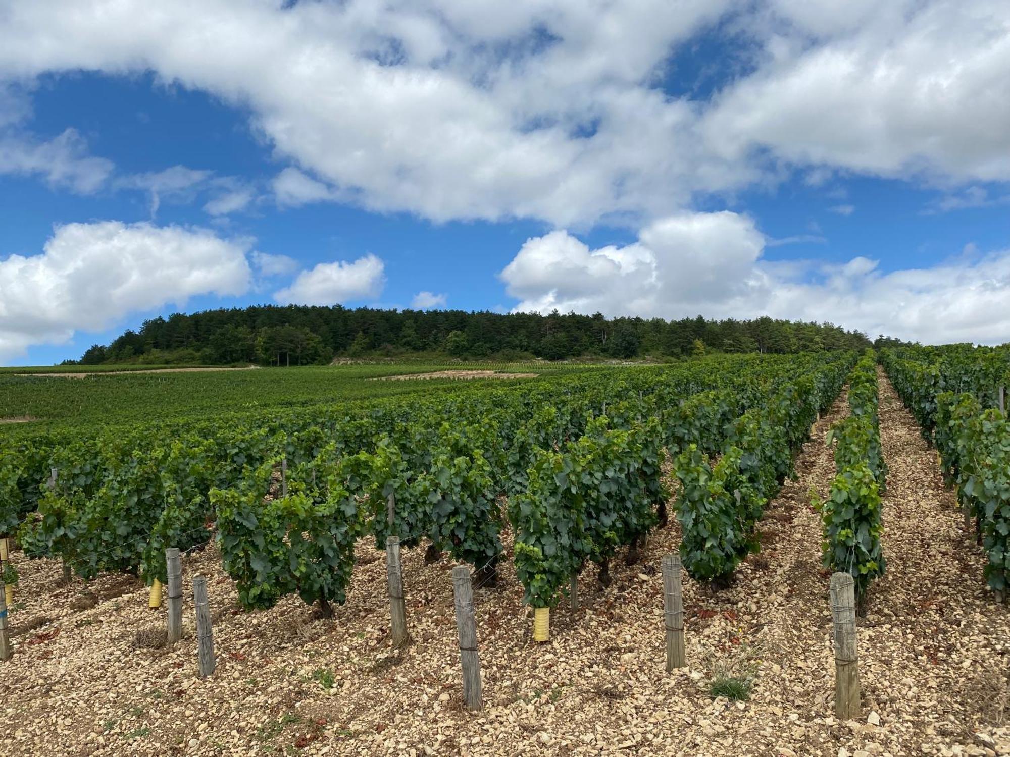 Le Merrain Gite Plein Coeur De Chablis Exterior photo